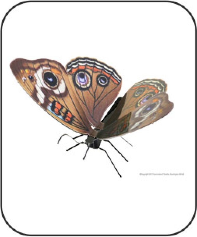 Metal Earth Butterfly Buckeye